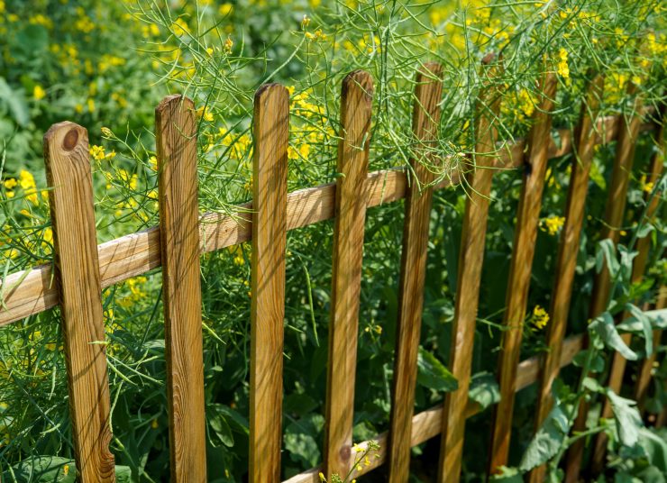 wooden-fence-and-yellow-wildflowers-in-a-garden-2026-03-25-02-45-51-utc1